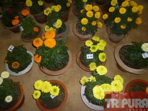 Four-day long flower exhibition started at Kamalpur Four-day long flower exhibition started at Kamalpur